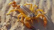 Scorpion Sitting on Sand