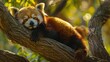 Red Panda Sleeping on a Tree Branch