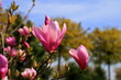 Beautiful magnolia tree blossoms in springtime. Jentle Chinese red magnolia flower, floral background.