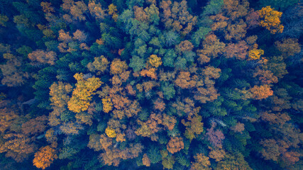 Aufkleber - A forest with trees in various shades of green and yellow. The trees are spread out and appear to be in a natural setting