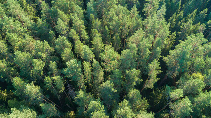 Aufkleber - A forest with many trees and a lot of green. The trees are tall and dense.