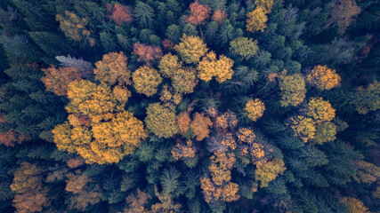 Aufkleber - A forest with trees in various shades of green and yellow. The trees are spread out and appear to be in a natural setting