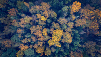 Aufkleber - A forest with trees in various shades of green and yellow. The trees are spread out and appear to be in a natural setting