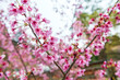 pink sakura blossom of cherry tree at Homangu Kamado shrine
