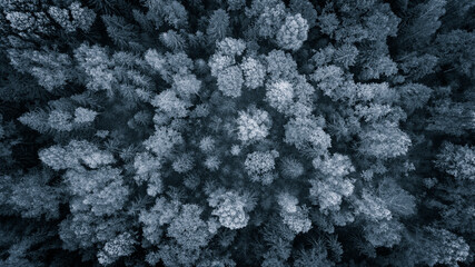 Aufkleber - A close up of a forest with trees that are mostly white. The trees are covered in snow and the sky is dark