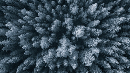 Aufkleber - A close up of a forest with trees that are mostly white. The trees are covered in snow and the sky is dark