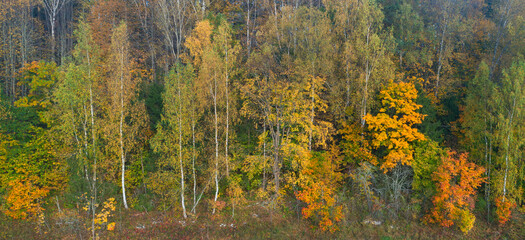 Aufkleber - A forest with trees that are yellow and brown. The trees are in a field and there is a lot of space between them