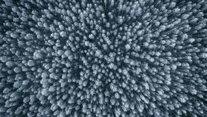 Aufkleber - A close up of a forest with trees that are mostly white. The trees are covered in snow and the sky is dark