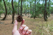 Pine cone carry by 2 fingers at Niji no Matsubara grove in Karatsu