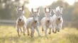   A collection of small, white donkeys gallop through a lush grassfield Trees dot the backdrop of the photograph