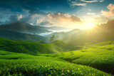 Fototapeta Desenie - plantation of green tea, nature background landscape, sunrise, mountains