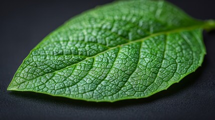 Wall Mural -   A tight shot of a solitary green leaf against a black background