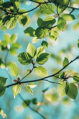 Aufkleber - Tree branch with green leaves against a blue sky, suitable for nature concepts