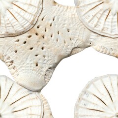 Poster - Close up of shells on a white surface, suitable for beach-themed designs