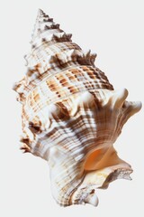 Poster - Close up of a sea shell on a white background. Perfect for marine themes