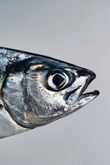 Poster - Detailed image of a fish on a white background, perfect for aquatic themes