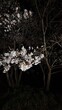 桜　ライトアップ　cherry blossom light up