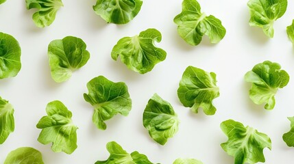 Aufkleber - Group of lettuce leaves on a white background. Suitable for food and healthy eating concepts