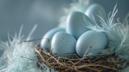 Poster - Close up view of a nest with blue eggs. Suitable for nature and wildlife themes