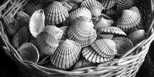 A Basket Full Of Shells On A Table, Suitable For Home Decor
