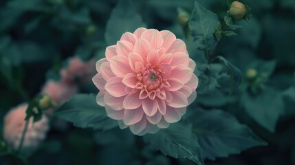 Poster - Close up of a pink flower with green leaves, suitable for nature concepts