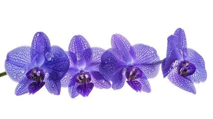 Poster - A group of purple flowers on a clean white background. Perfect for various design projects