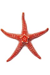 Poster - Close up of a starfish on a white background. Perfect for marine life concepts