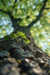 Aufkleber - A small plant growing on the bark of a tree. Suitable for nature or growth concepts