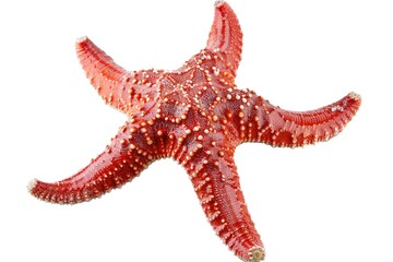 Poster - Close up of a starfish on a white background. Perfect for marine themed designs