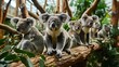 A Gathering of Koalas Resting on Eucalyptus Trees