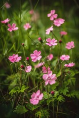 Poster - Pink flowers blooming in the grass, suitable for nature and garden themes