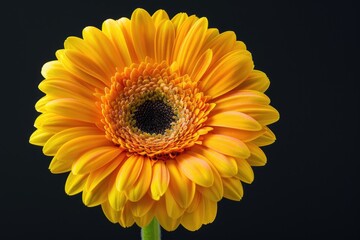 Poster - Close up of a yellow flower on a dark background. Suitable for various design projects