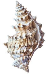 Poster - Close-up shot of a shell on a plain white background. Suitable for various design projects