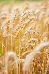 Poster - A close up of a bunch of wheat in a field. Ideal for agricultural concepts