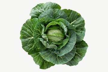 Aufkleber - A single head of cabbage on a clean white surface. Ideal for food and nutrition concepts