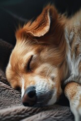 Aufkleber - A peaceful brown and white dog sleeping on a cozy blanket. Ideal for pet lovers and animal-themed designs