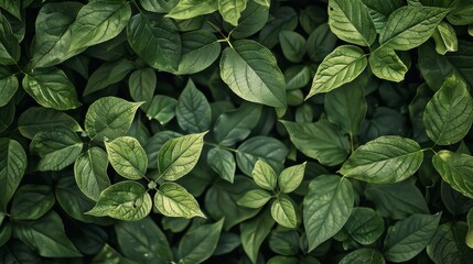 Poster - A full frame image of bright green leaves with prominent veins creating a continuous canopy of foliage