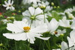 Białe kwiaty
