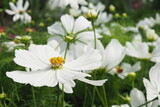 Fototapeta Niebo - Białe kwiaty