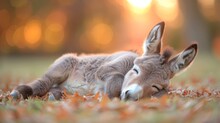   A Tight Shot Of A Small Donkey Resting On A Lush Grassy Expanse Surrounding Background Faintly Depicts Trees And Leaves With A Soft Blur