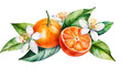 flowers with watercolor illustration orange tangarine and green leaves isolated on white background