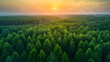 Aerial view of green forest in summer at dawn with glowing technological communication lines.