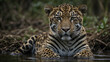 close up portrait of a leopard, close up of a leopard,portrait of a tiger
