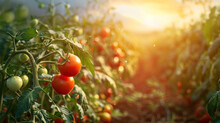 Image Of Tomato Field 