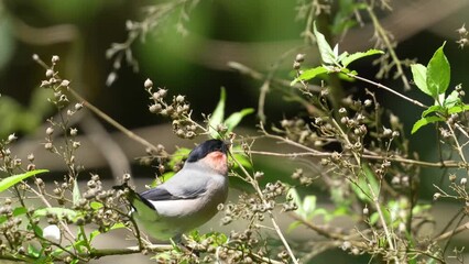 Poster - eurasian bullfinch in a forest