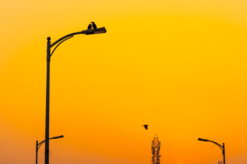 Poster - The rising sun, a metaphor for new beginnings, casts its warm glow upon these feathered messengers.