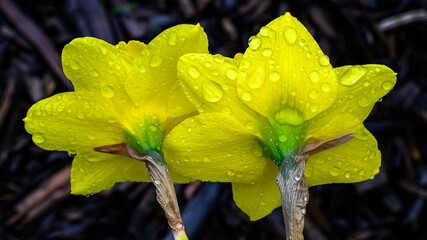 Wall Mural - waterdrops form on blossoming daffodils during a spring rain in windsor in upstate ny. yellow flower