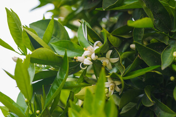 Wall Mural - White orange blossoms are nestled among dark green, glossy leaves.