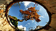 Nature Background: A tree is visible through a round window, offering a glimpse of natures beauty, window acts as a frame, Wellness, Inner Peace, meditation, mindfulness, Relaxation, zen