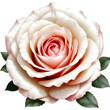 Beautiful single white rose with hints of pink isolated background